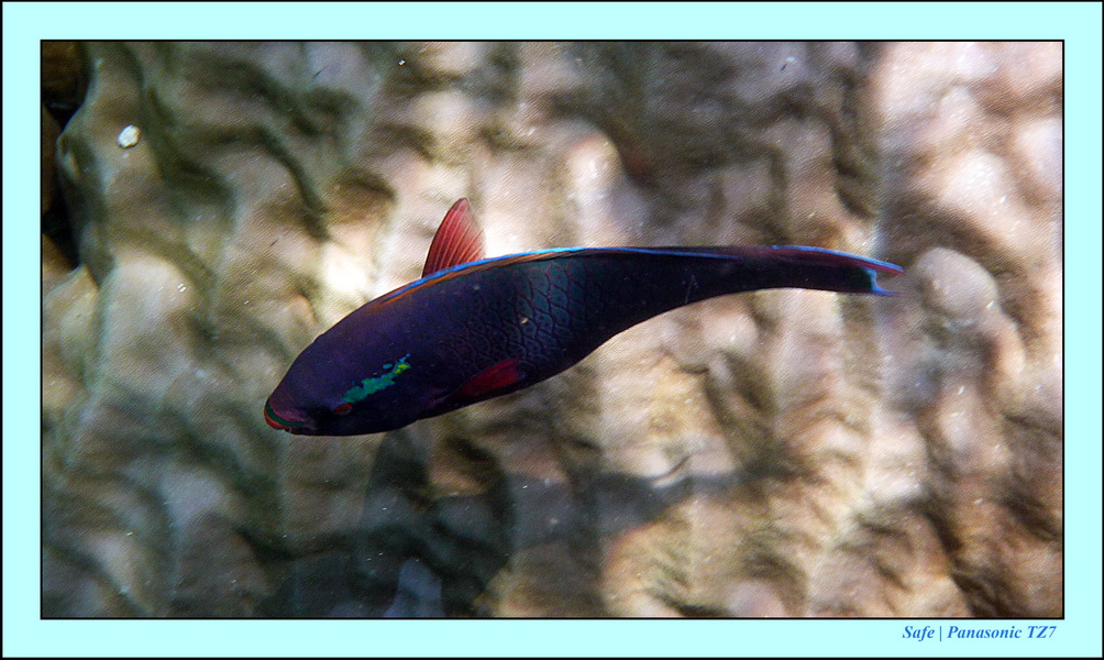 2011 - 03 - Koh Rok 33